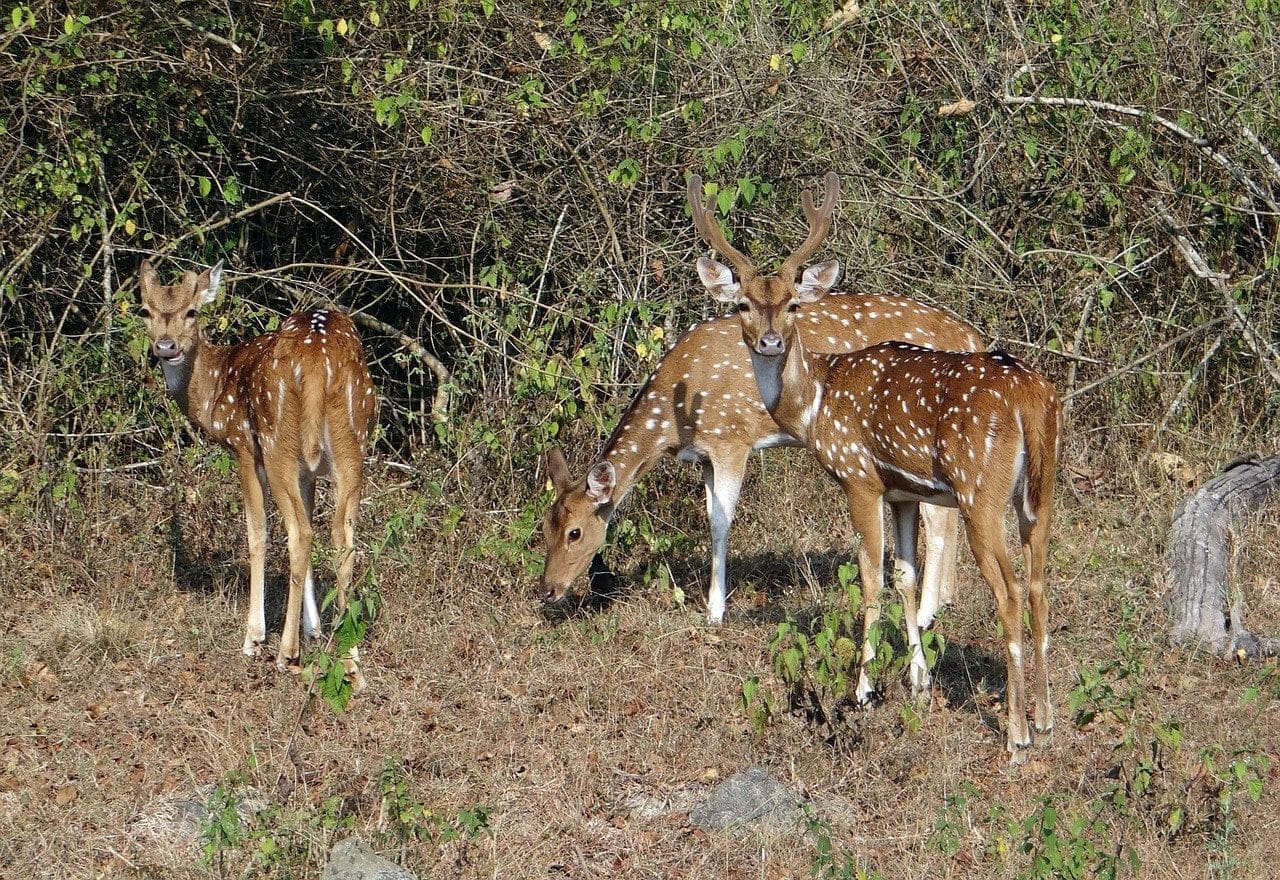 spotted deer 597421 1280