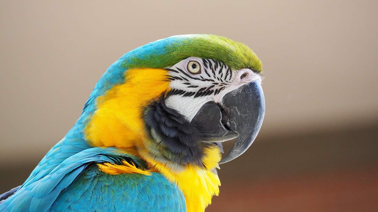 macaw, blue, yellow