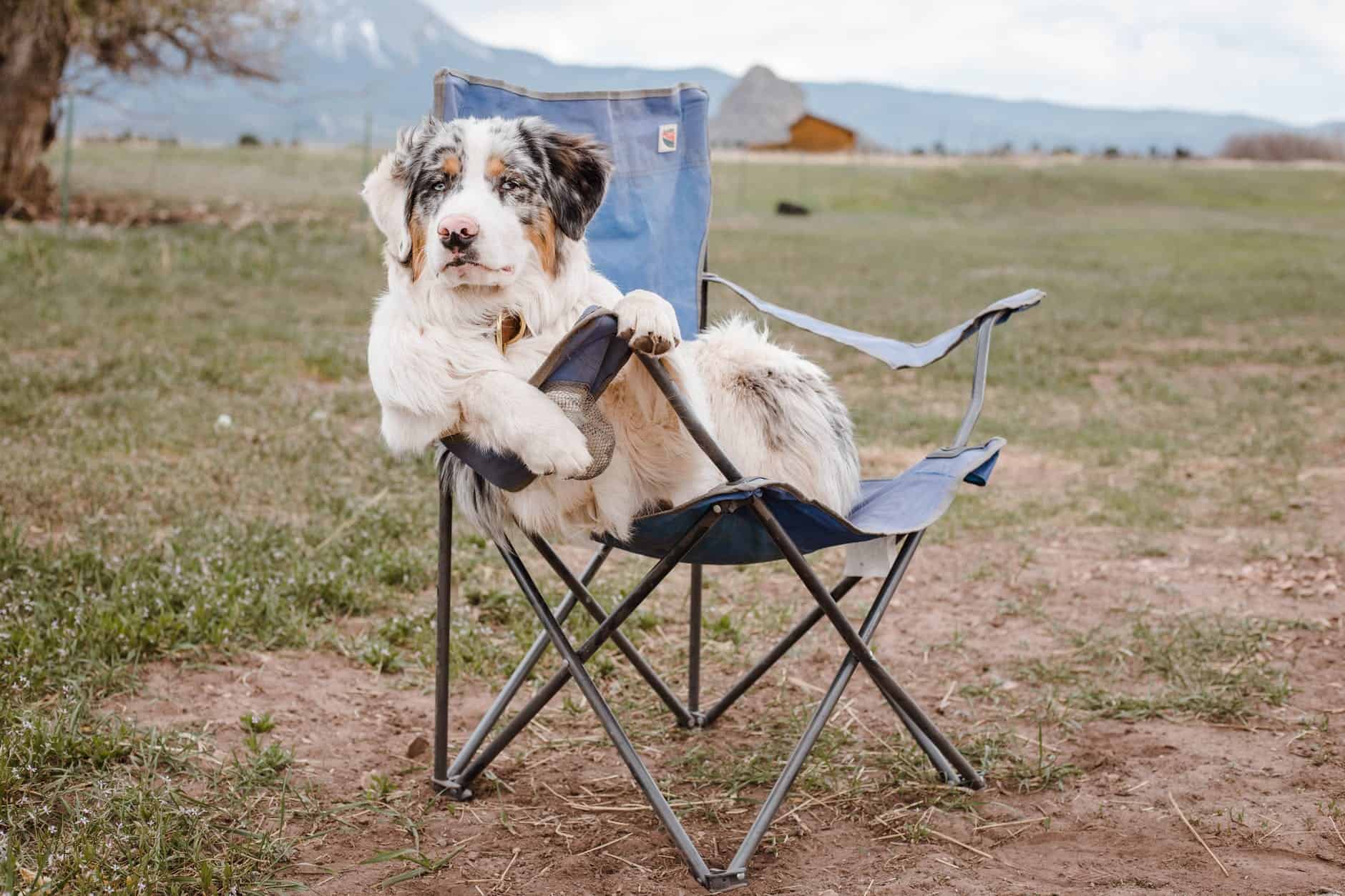 funny australian shepherd sitting on camp chair in mountainous terrain, best kneeling chairs