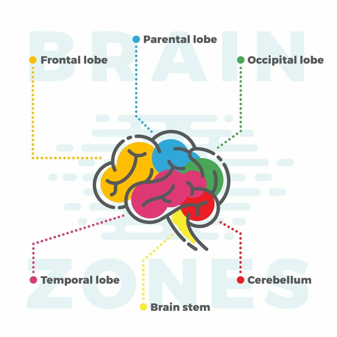 25136210 brain zones infographics1